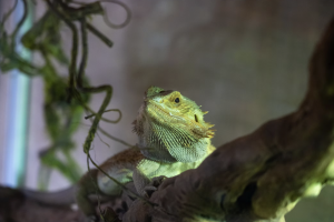 ELEONORE PIOCHE - PIOCHE ELEONORE