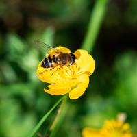 ELEONORE PIOCHE - PIOCHE ELEONORE
